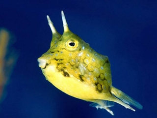 Longhorn Cowfish